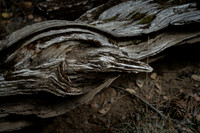 Bird in a tree pareidolia