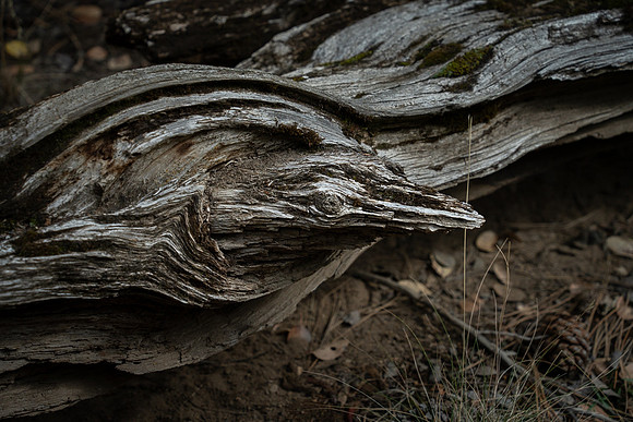 Bird in a tree pareidolia