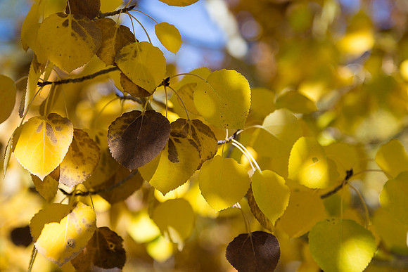 Yellow and Brown