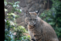 Bob cat, High Desert Mueum OR