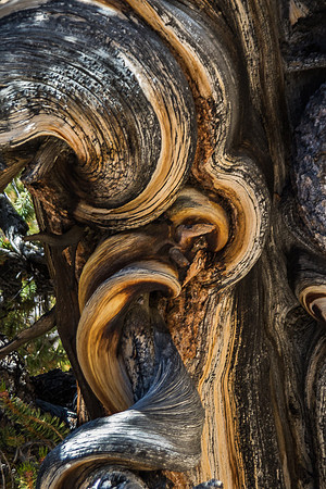 Bristlecone Double Swirl